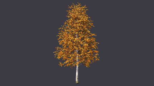 Autumn and summer birches