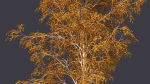 Autumn and summer birches