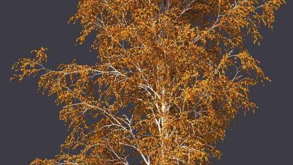 Autumn and summer birches