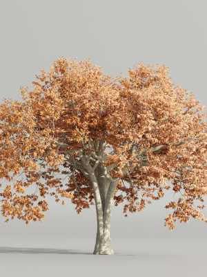 autumn-maple-trees-collection-vol-147-blender-3d-model-22427165f0