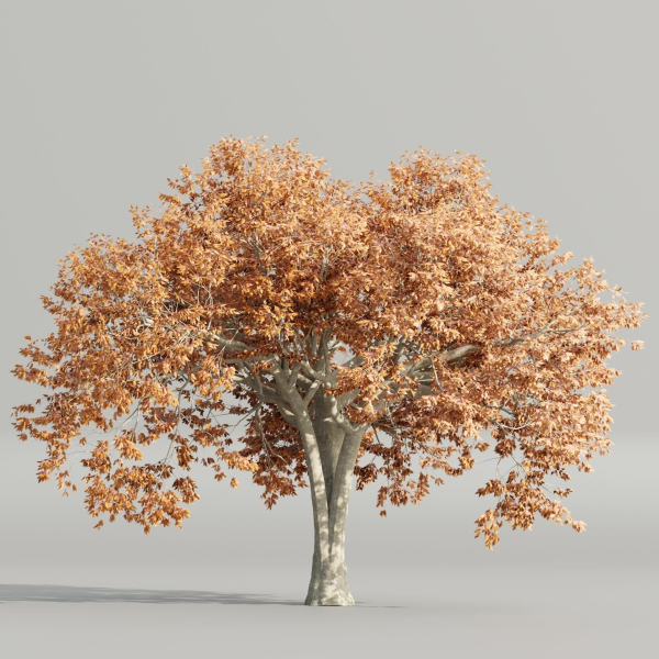 Autumn Maple Trees Collection vol 147-Blender