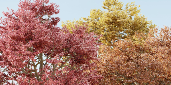 Autumn Maple Trees Collection vol 147-Blender