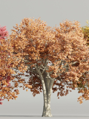 Autumn Maple Trees Collection vol 147-Blender
