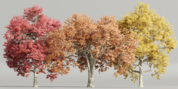 Autumn Maple Trees Collection vol 147-Blender
