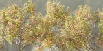 Autumn trees collection vol 32-Blender