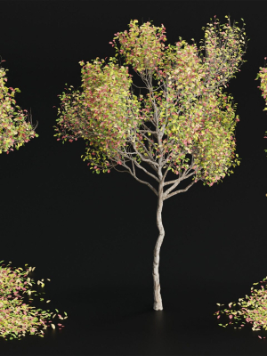 Autumn trees collection vol 32-Blender