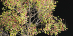 Autumn trees collection vol 32-Blender