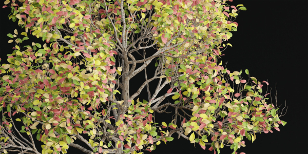 Autumn trees collection vol 32-Blender