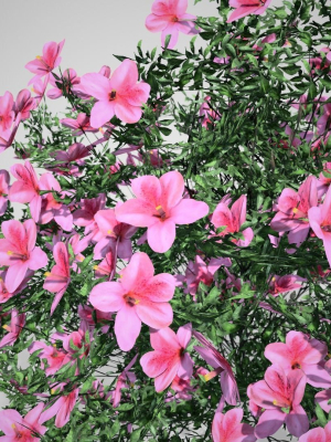 azalea-flowers-pink-3d-model-low-poly-rigged-obj-fbx-unitypackage-uasset-cga