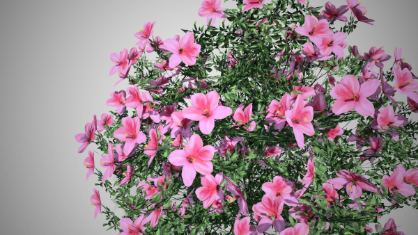 Azalea Flowers Pink