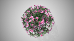 Azalea Flowers Pink