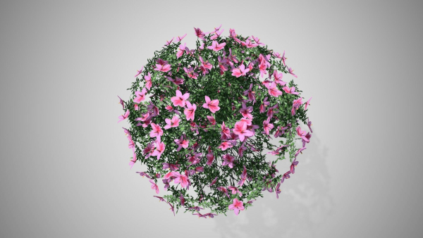 Azalea Flowers Pink