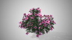 Azalea Flowers Pink