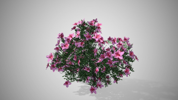 Azalea Flowers Pink