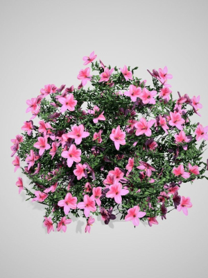 Azalea Flowers Pink