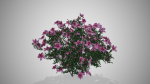 Azalea Flowers Pink