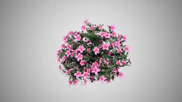 Azalea Flowers Pink