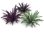 Babiana Plants