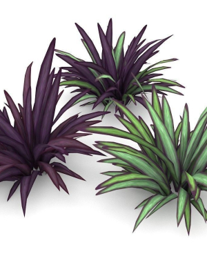 babiana-plants-3d-model-low-poly-max-obj-3ds-fbx