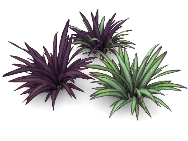 Babiana Plants