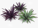 Babiana Plants