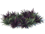 Babiana Plants