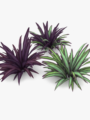 Babiana Plants