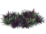 Babiana Plants