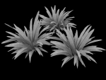 Babiana Plants