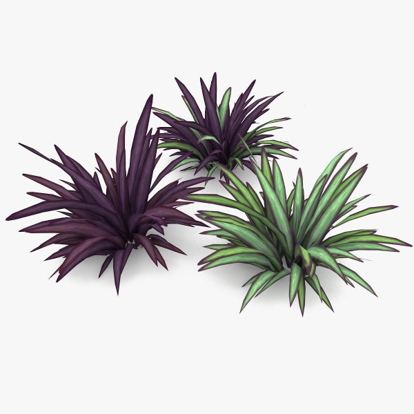 Babiana Plants