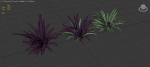 Babiana Plants