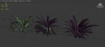 Babiana Plants