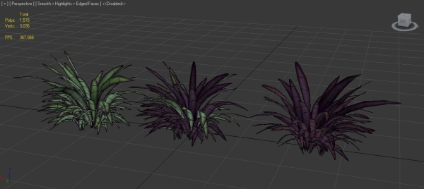 Babiana Plants