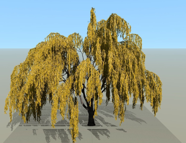 Babylonica Tree