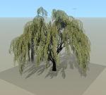 Babylonica Tree
