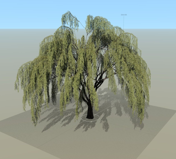 Babylonica Tree