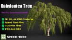 Babylonica Tree