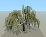 Babylonica Tree