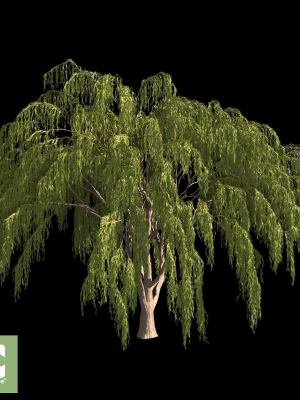babylonica-tree-3d-model-dd099219c3