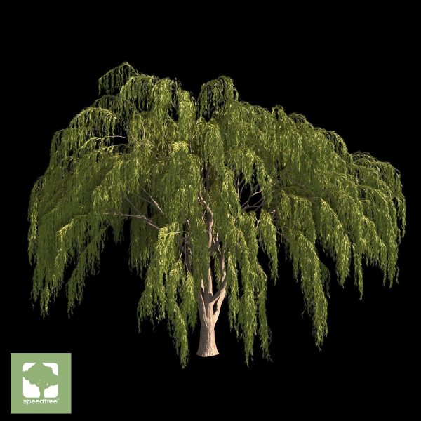 Babylonica Tree