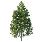 Backhousia Citriodora Tree 02