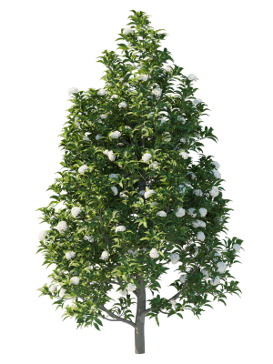 backhousia-citriodora-tree-02-3d-model-500acb8182