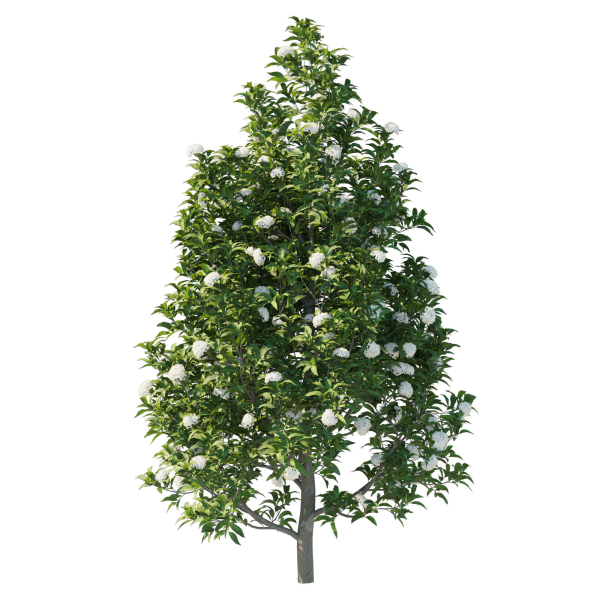 Backhousia Citriodora Tree 02