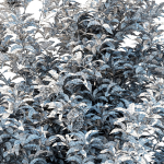 Backhousia Citriodora Tree 02