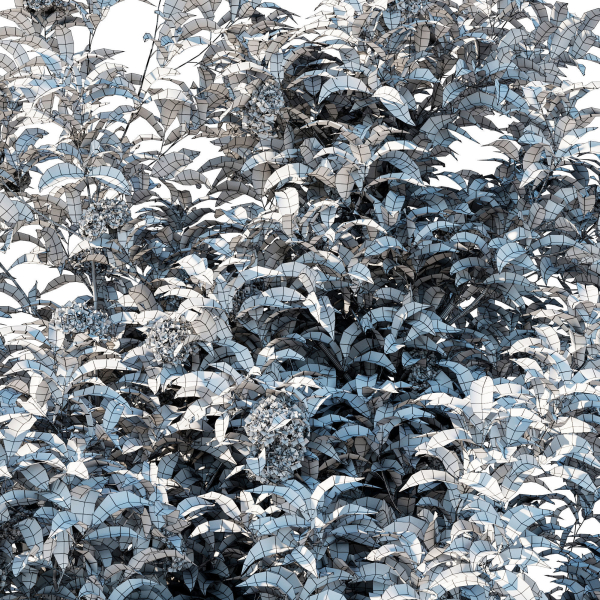 Backhousia Citriodora Tree 02
