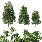 Backhousia Citriodora Tree 02