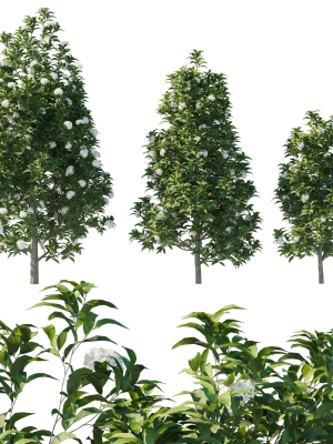 Backhousia Citriodora Tree 02