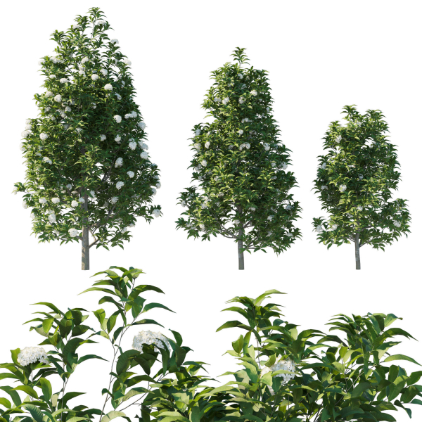 Backhousia Citriodora Tree 02
