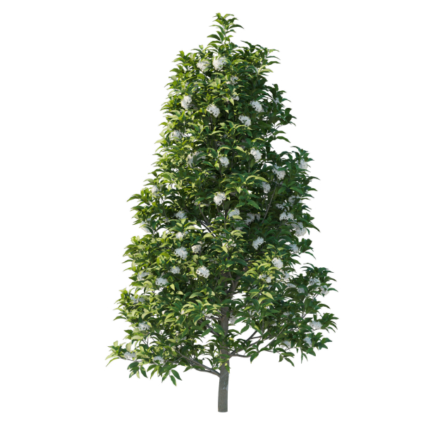 Backhousia Citriodora Tree 02
