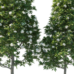 Backhousia Citriodora Tree 02